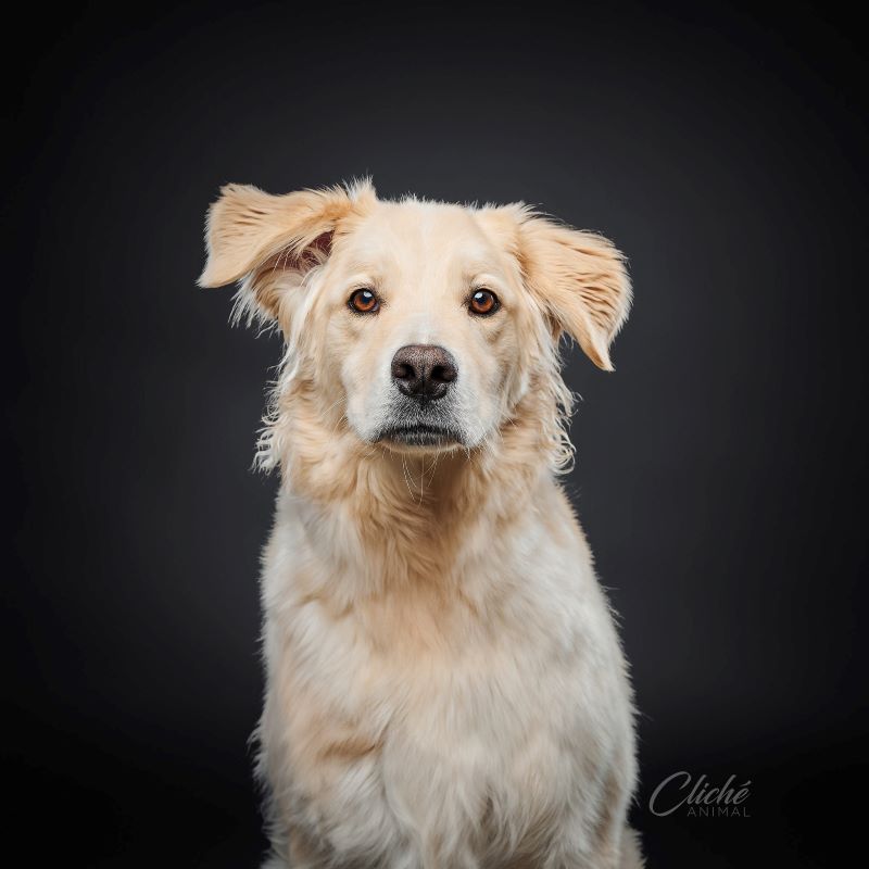 Rebel Samoyed x Golden Adopted Animatch
