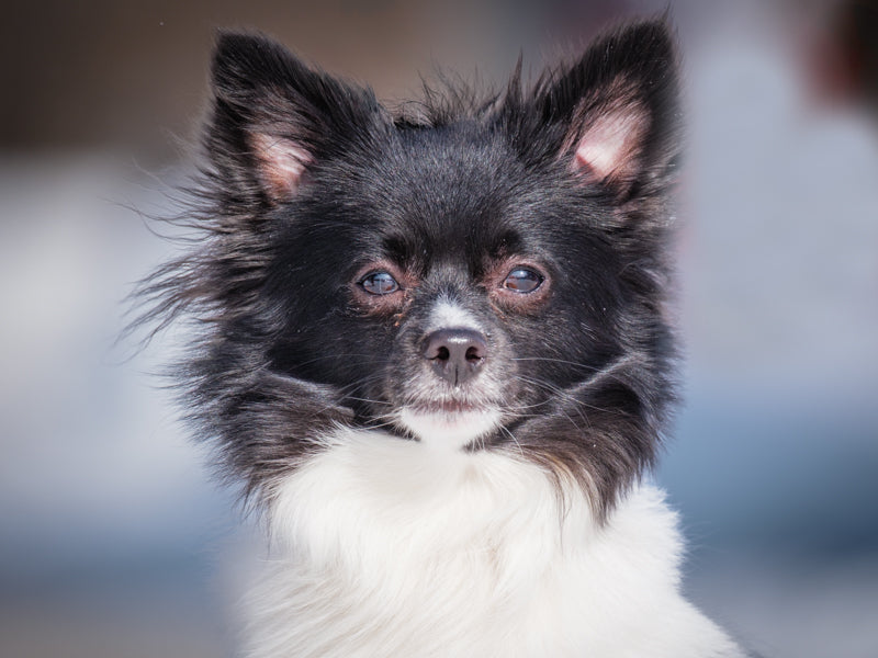 Rico Pomeranian-x Adopted Animatch