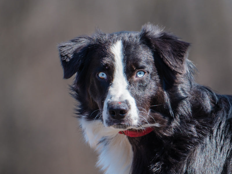 Robby Border Collie Adopted Animatch
