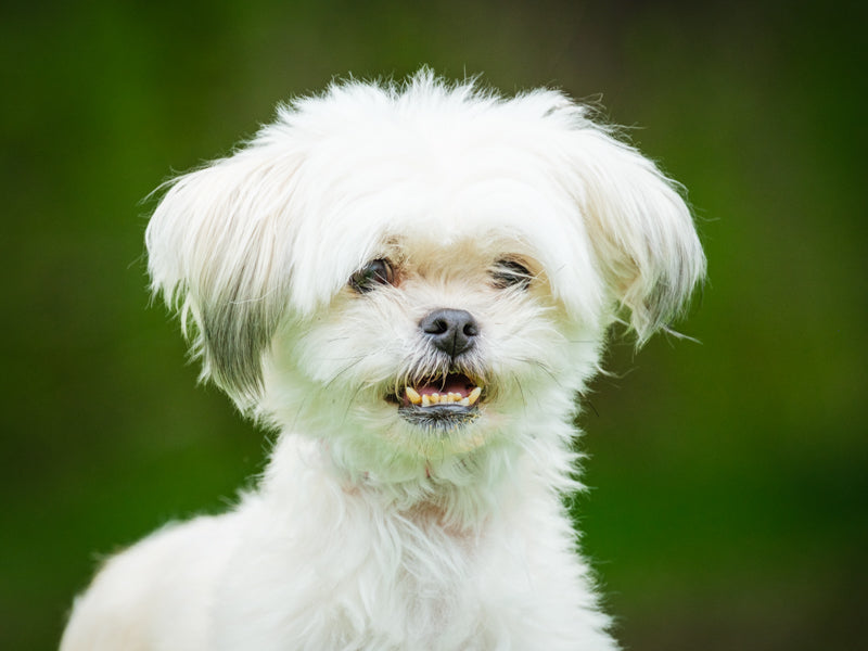 Roxy Morkie Adopted Animatch