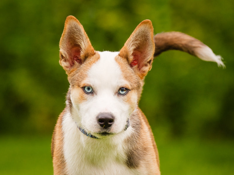 Animatch