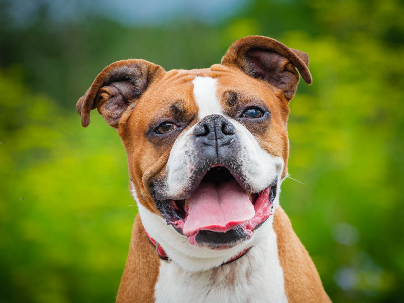 Scarlet Boxer Available for Adoption Animatch