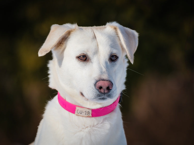 Shanty Lab-x Adopted Animatch