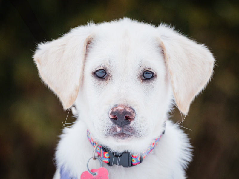 Snoopy Labrador Adopted Animatch