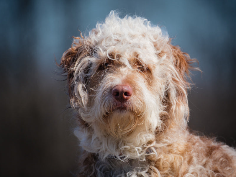 Staff Goldendoodle Adopted Animatch