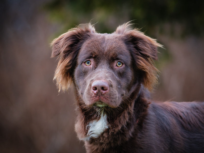 Taz setter X Adopté Animatch