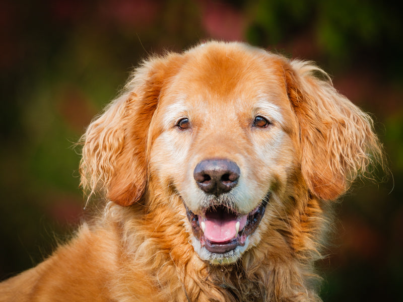 Ted Golden Retriever Adopted Animatch