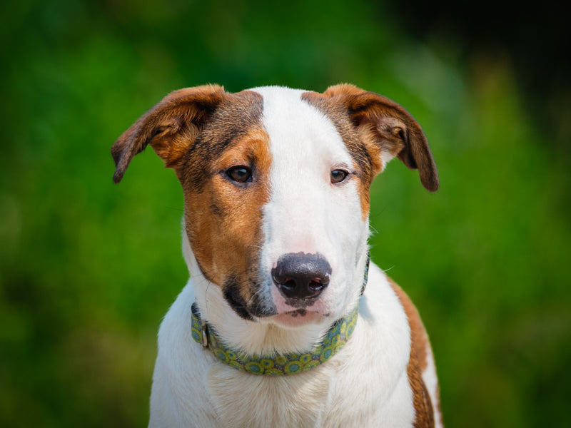 Ti-gars Bull Terrier x Collie Adopted Animatch