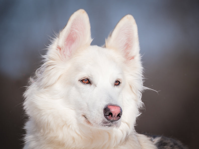 Tiffany Husky-x Adopté Animatch