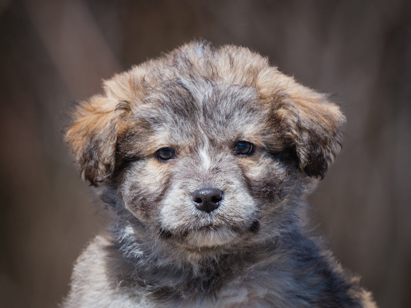Tootsie Roll Lab x Shepherd Adopted Animatch