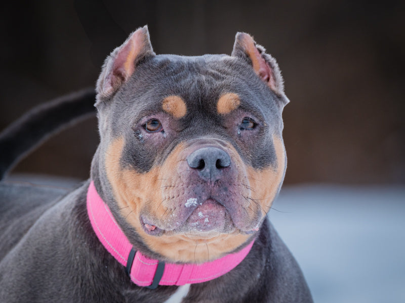 Tulipe American Bully Adopted Animatch