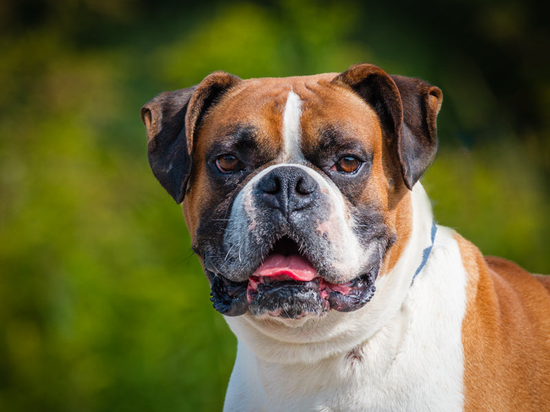 Turner Boxer Adopted Animatch