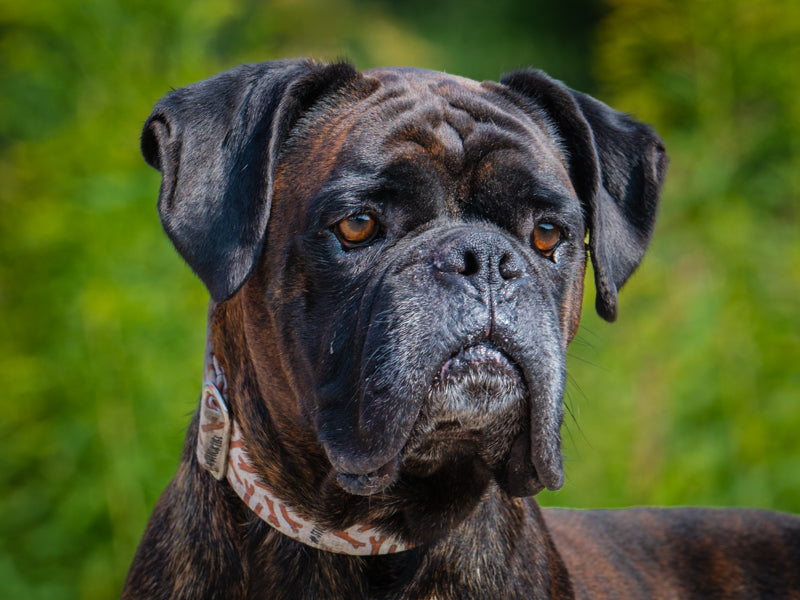 Wilson Boxer Adopted Animatch