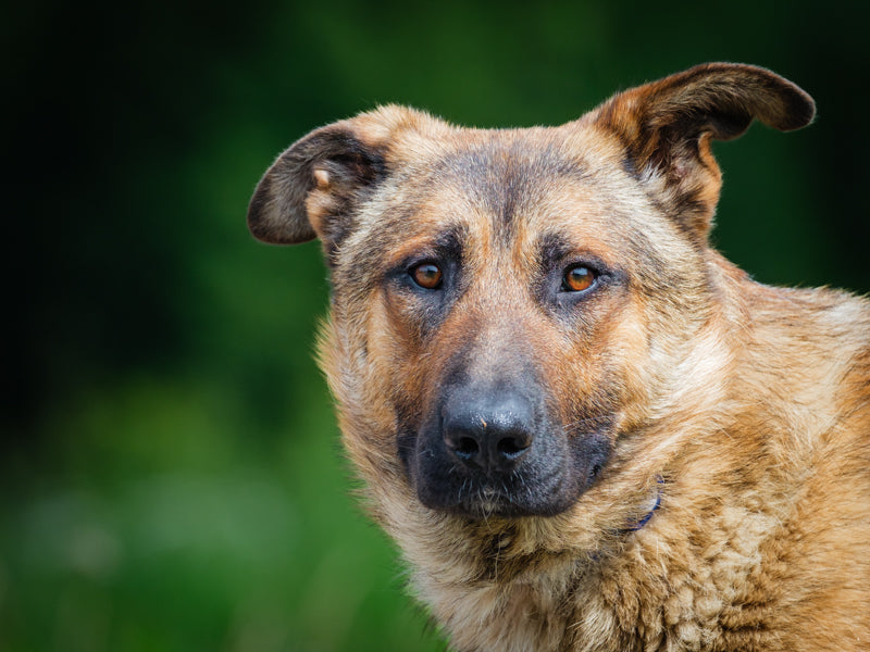 Youki Shepherd-x Adopted Animatch