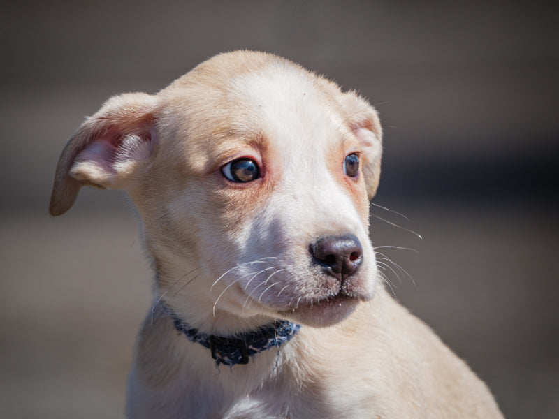 Zénith All-Canadien Adopté Animatch