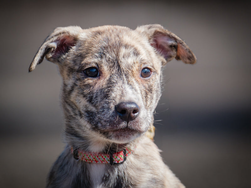 Zillah Labrador x Berger Adopté Animatch