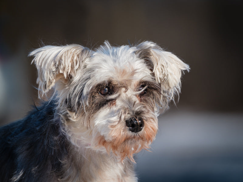 Ziva Schnauzer Adopted Animatch