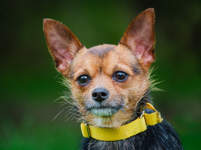 Zorro Chihuahua x Yorkie Adopted Animatch