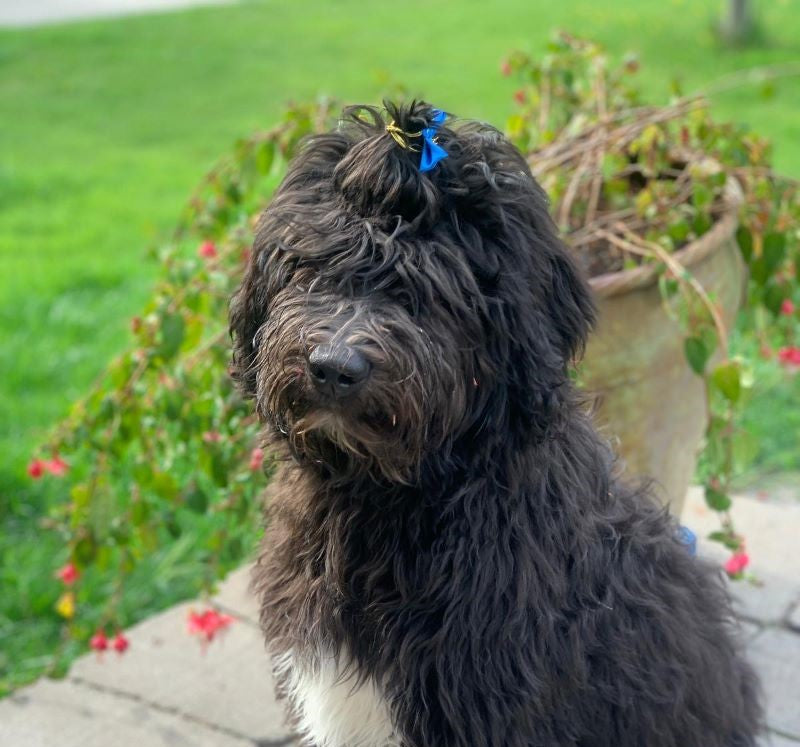 Dylan Labradoodle Adopté Animatch