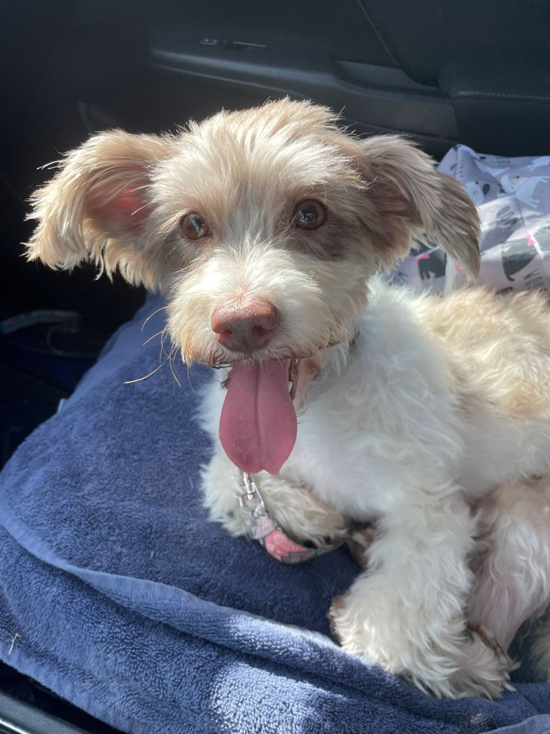 Toupie Havanese Adopted Animatch