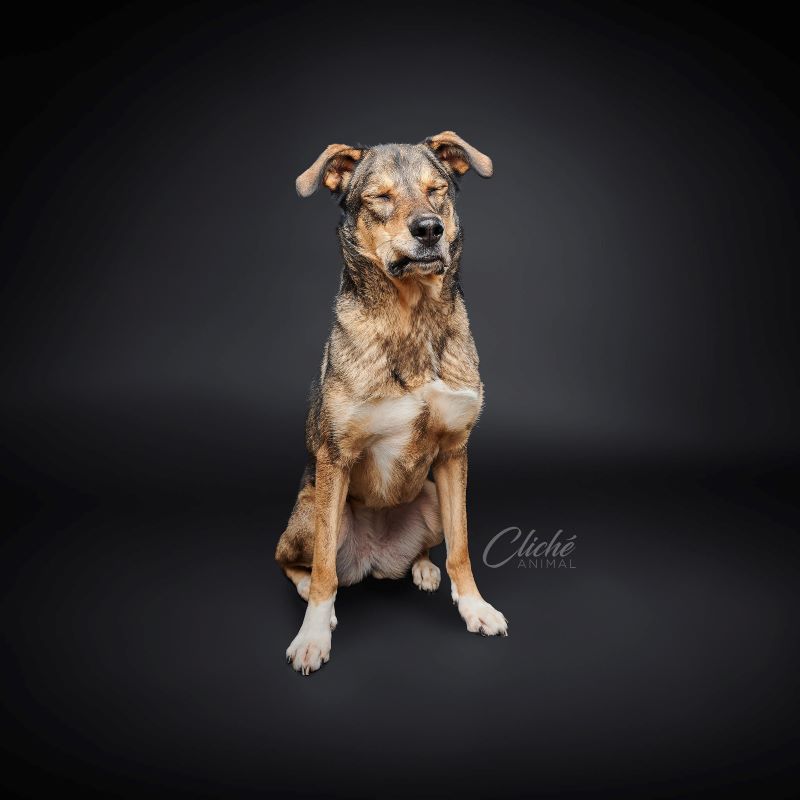 Bye-bye 2025 – Animatch.ca Dog Adoption