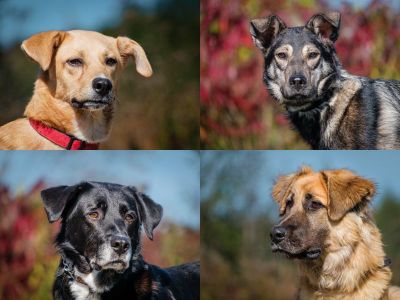 You want to help? Refuge RR & Animatch need you