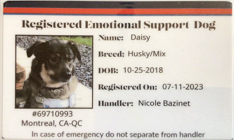 How Daisy came to be my emotional support dog