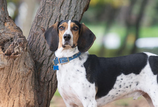 Meet the Treeing Walker Coonhound