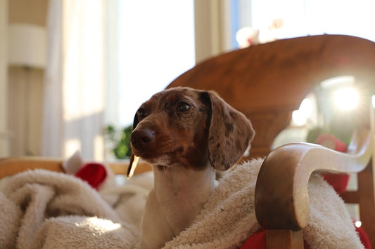 Tips for getting your home ready for your newly adopted pup!