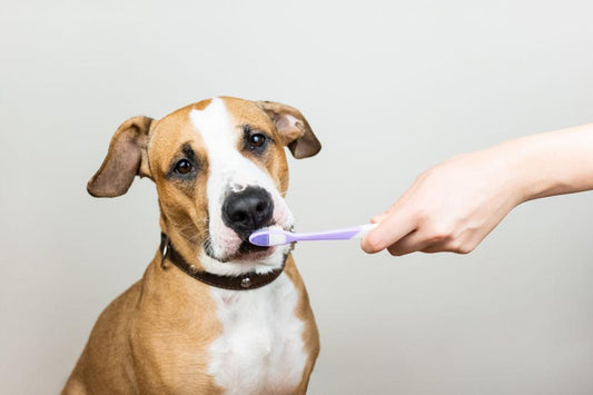 6 tips for your dog's dental health