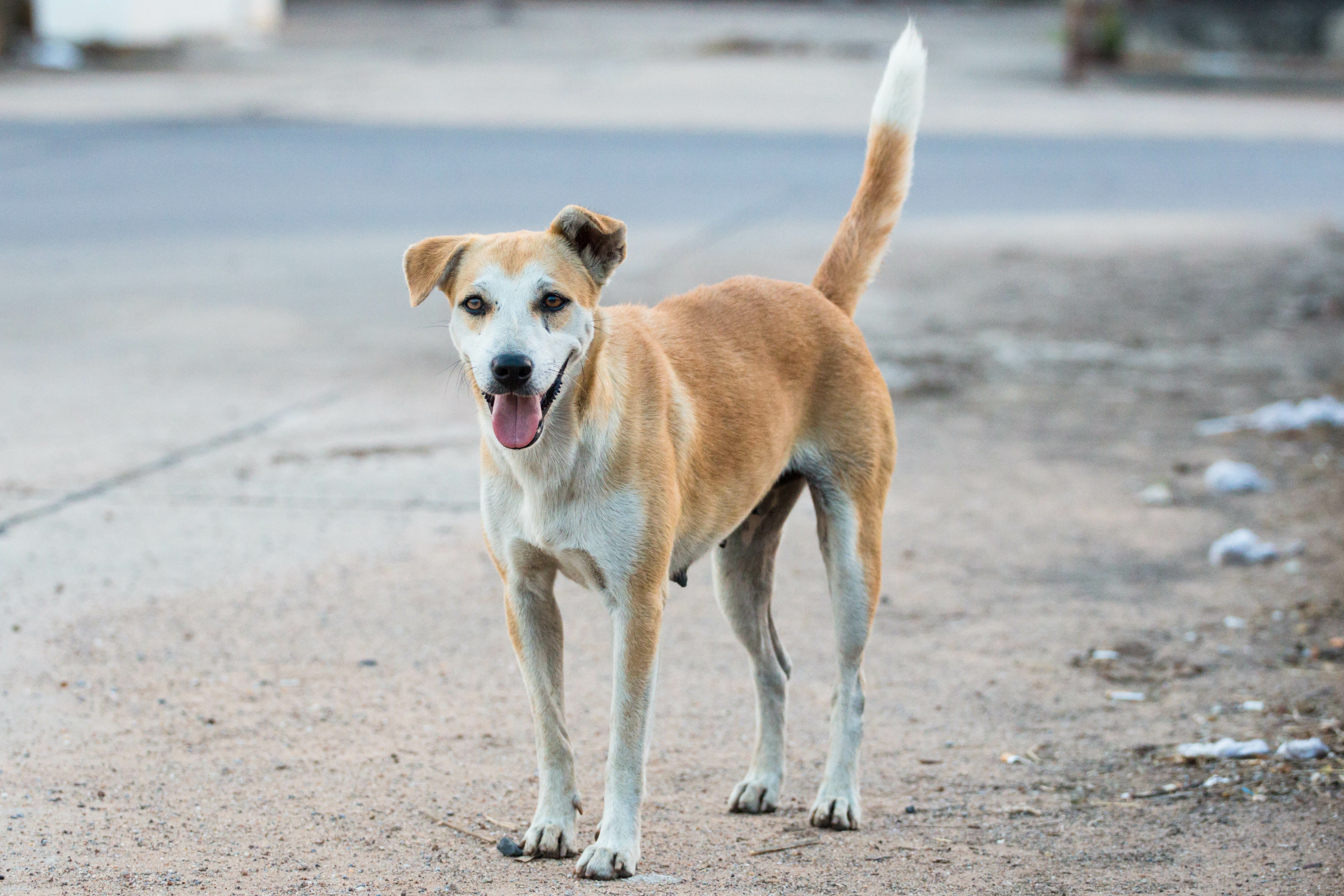 Animatch Adopt a Dog | Animatch - Trusted Dog Adoption Service – Animatch.ca Dog ...