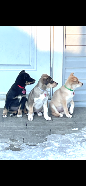 Surrendering your dog .....