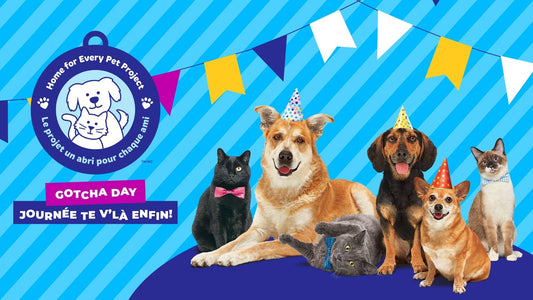 Royale Home for Every Pet Project - Matching Donations!
