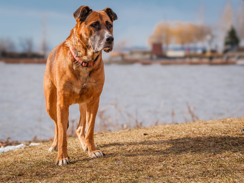 Surrendering your dog