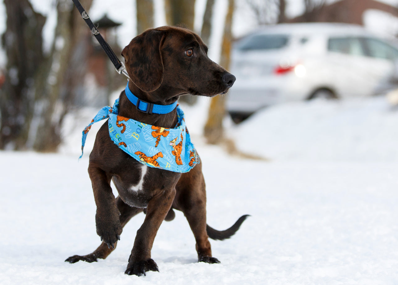 Assurer la sécurité de votre chien en cas de crise : Un guide pour les ...