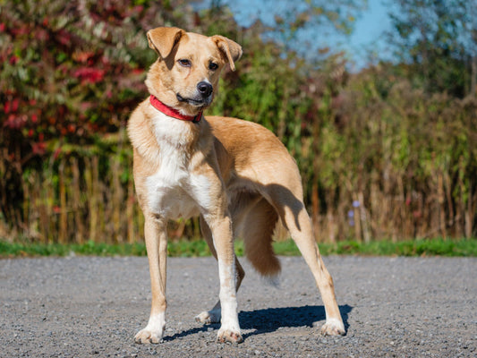 You want to help? Refuge RR & Animatch need you
