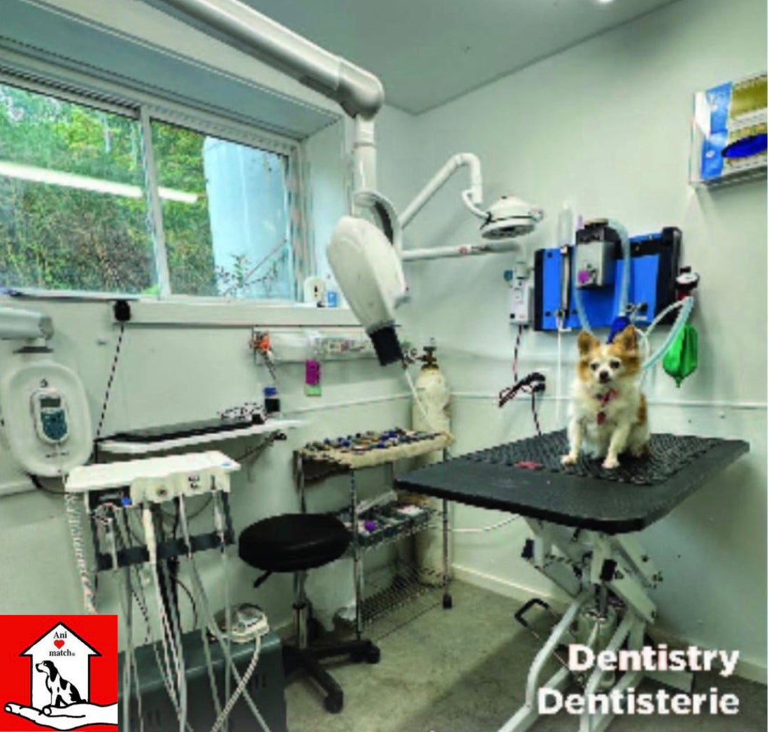 Dental Services for Dogs and Cats