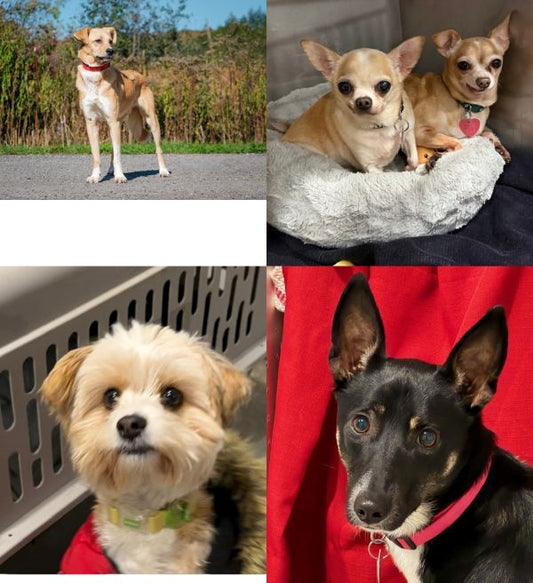 Save the date… and warm your heart!