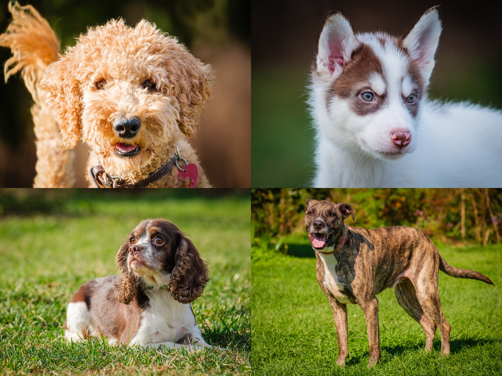 Animatch Save the date - Sunday, December 1st – Animatch.ca Dog Adoption