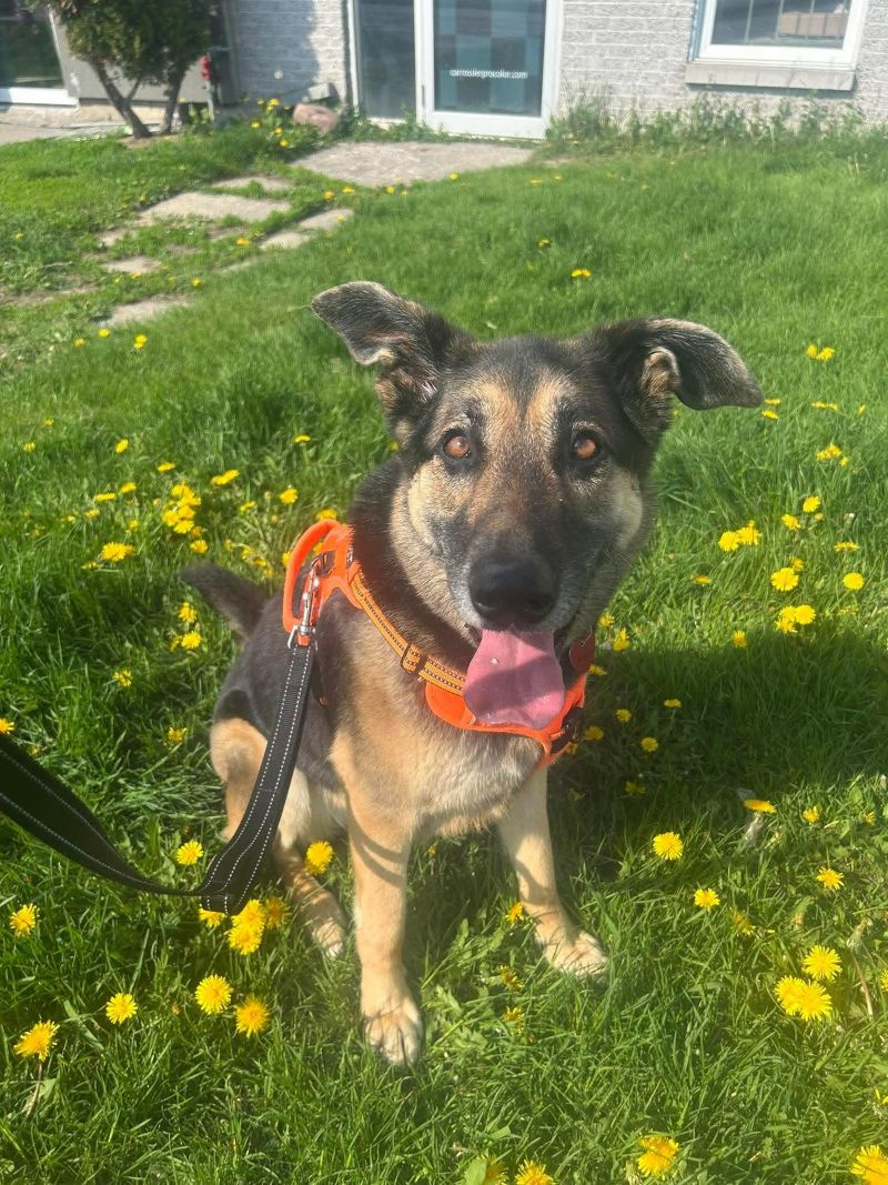 Maya Northern mix Available for Adoption Animatch