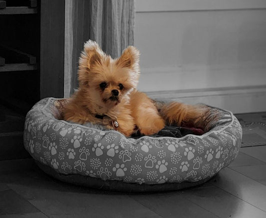 Cocotte (25231) a Shih Tzu-X Adopté on 15 January 2026