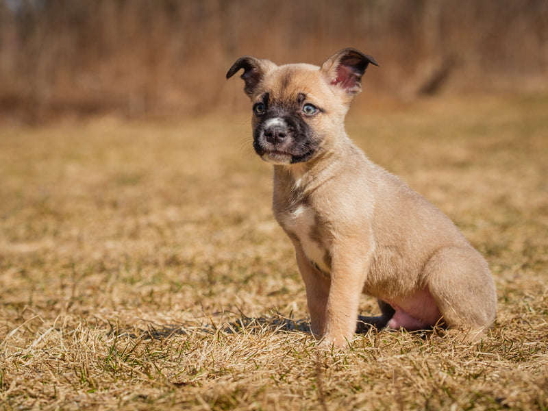 Porthos  Adopté Animatch