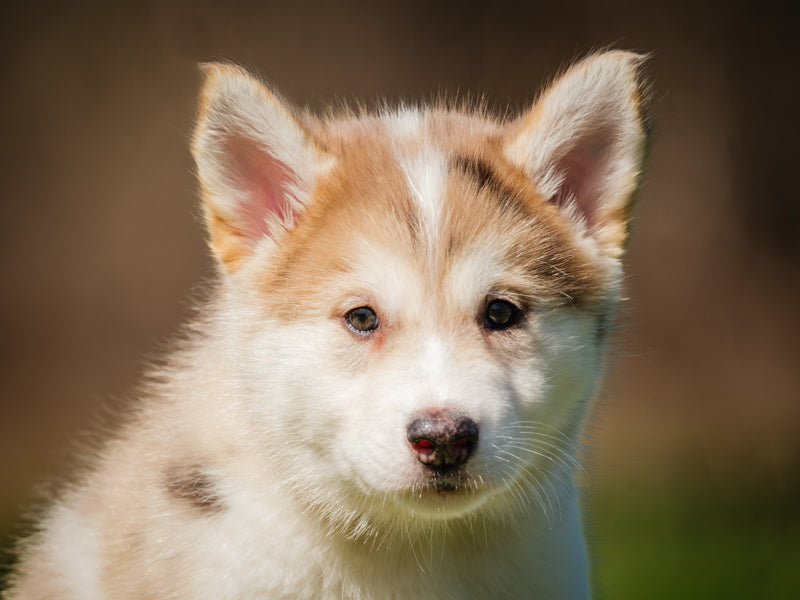 Campbell  Adopté Animatch