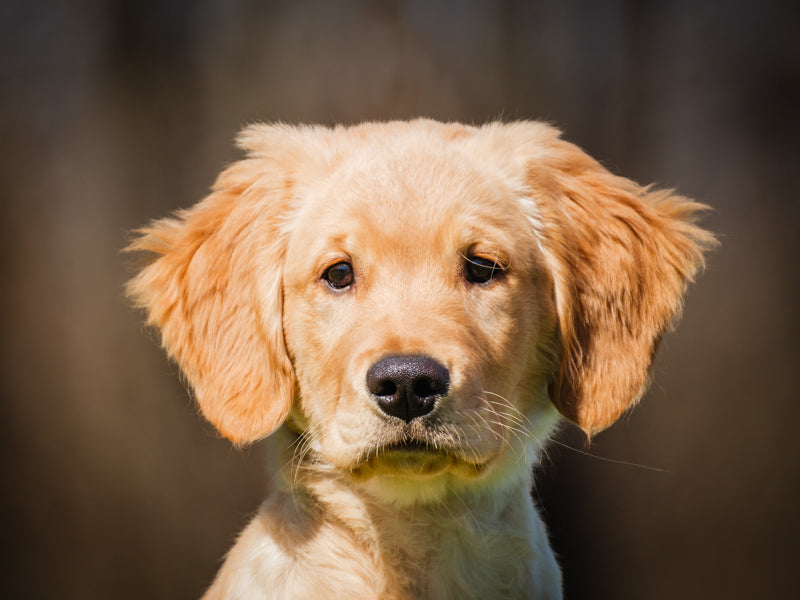 Turbo  Adopté Animatch