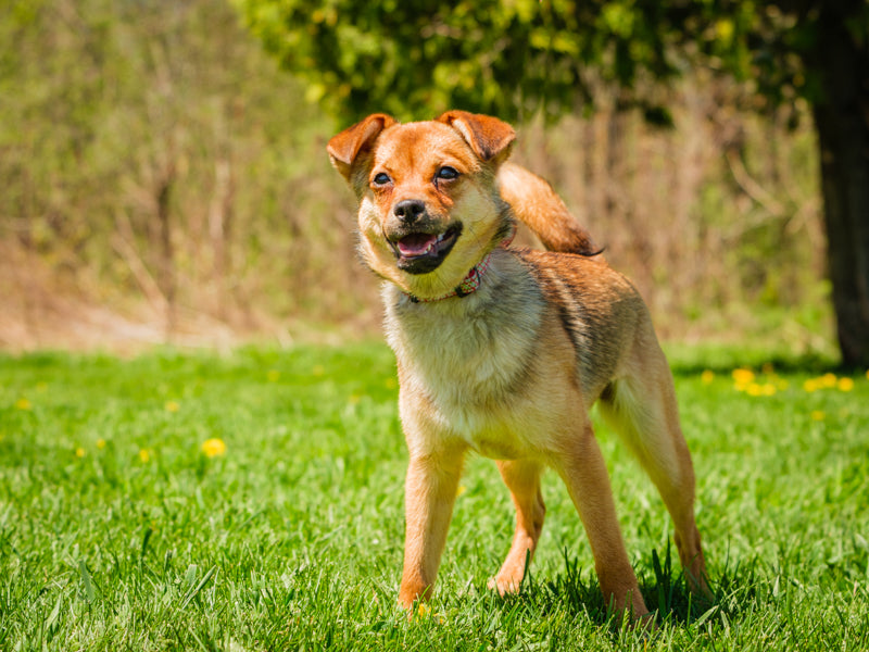 Fiesta  Adopté Animatch