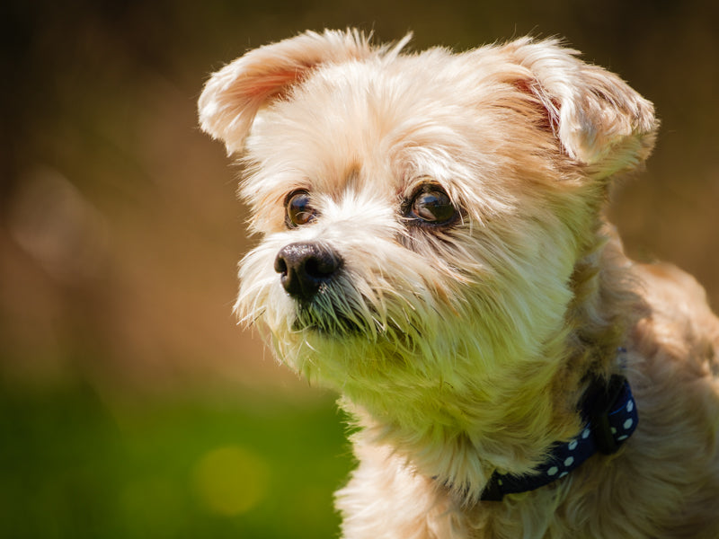 Cachou  Adopté Animatch