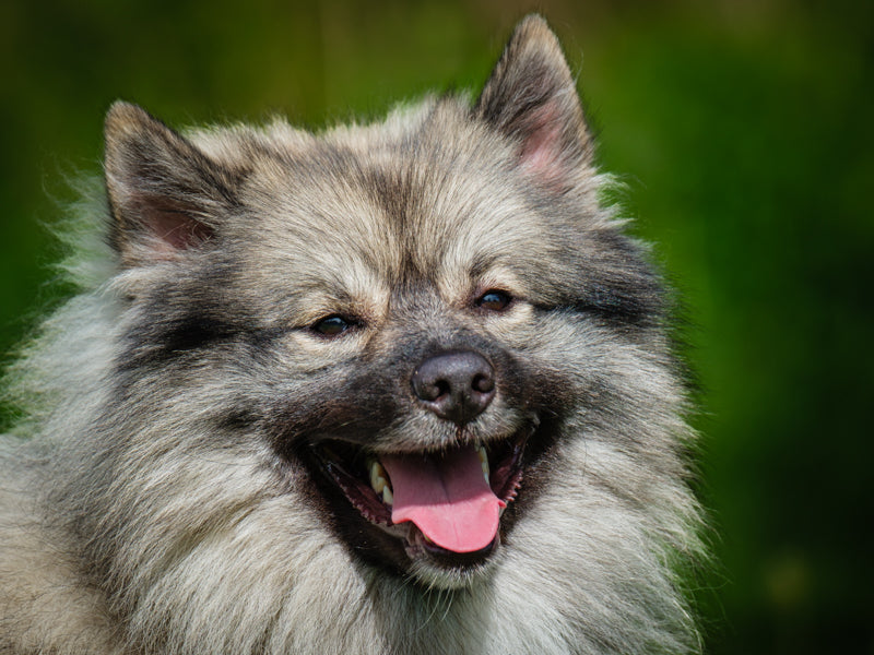 Beauregard  Adopté Animatch