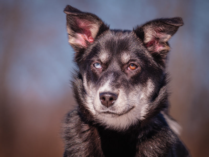 Cherish  Adopté Animatch