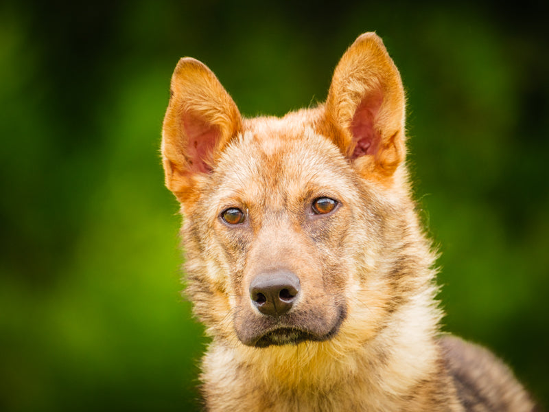 Wiley  Adopté Animatch