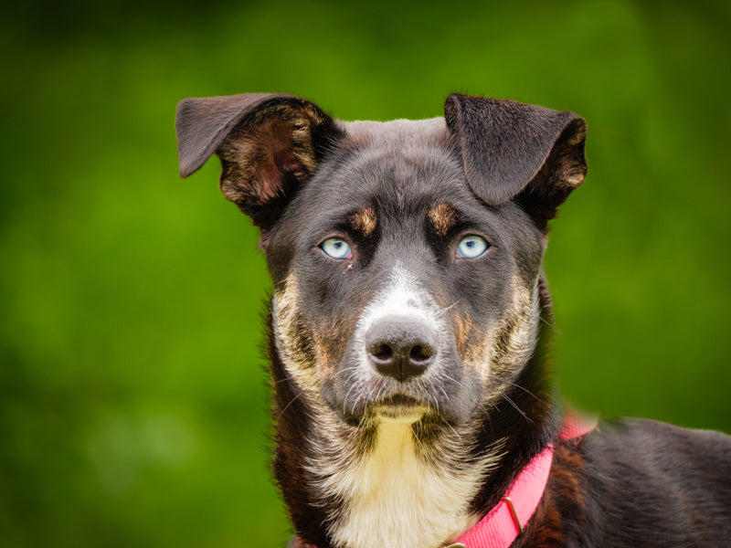 Beach  Adopted Animatch